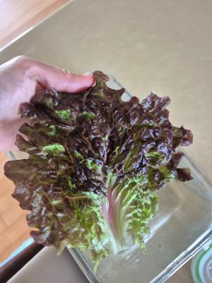 구매후기 사진