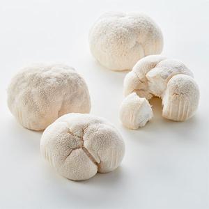 무농약 노루궁뎅이 버섯(1입, 80~100g) 대표이미지 섬네일